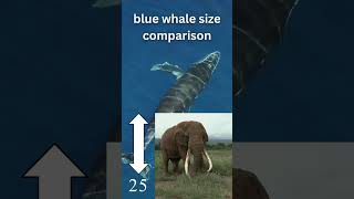 Blue Whale size comparison oceangiants oceandiscovery oceanlife bluewhales bluewhalefacts [upl. by Fasa]