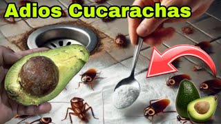 Como Eliminar CUCARACHAS con AGUACATE muy FÁCIL Y RÁPIDO [upl. by Acnaiv]