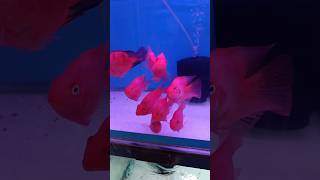 💥🐬Polar Parrot Fish Tank Mates🐠 இந்த மீன் இருந்தா போதும்🐟 shorts aquarium kolathur fish [upl. by Ley738]