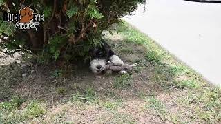 Happy Mini Bernedoodle Puppy [upl. by Ri]