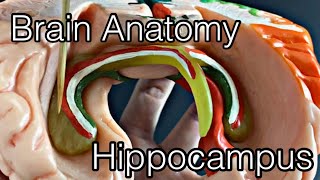 Anatomy of brain Hippocampus English [upl. by Adirf452]