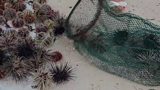 Sea Urchins [upl. by Akenna]