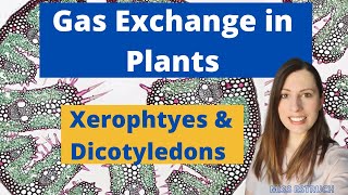 Gas Exchange in Plants The role of the stomata spongy mesophyll and palisade mesophyll [upl. by Mcgurn]