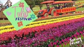 Tulip Festival Melbourne  From Bud to Bloom  srilanka australia foryou trending love [upl. by Dyson]