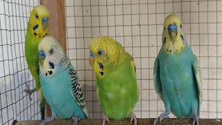 7 Hours of Budgies Singing Relaxing Nature Sounds for Stress Relief [upl. by Lau]