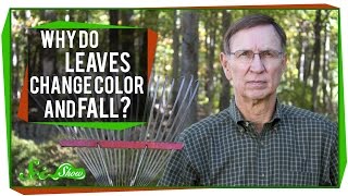 Why Do Leaves Change Color and Fall [upl. by Sabir]