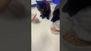 Aura Bella smart hai 😬funny catlover cute cats foryou youtubeshorts [upl. by Eramat]