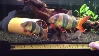 My 9quot monster Clown Loach and the group [upl. by Marget436]