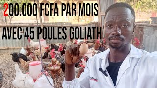 200000 FCFA par mois avec 45 poules Goliath [upl. by Lilithe]