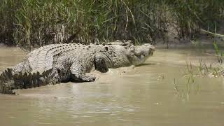 Estuarine Crocodile at Cahills Crossing 2 [upl. by Lyndsay34]