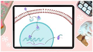 Intracellular Receptors  Cell Signaling [upl. by Arev]