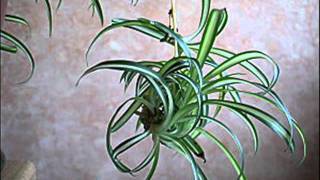 Le bouturage du chlorophytum  MFR Bias [upl. by Reinnej]