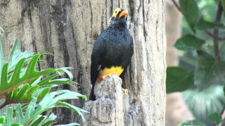 Yellowfaced Mynah 黃臉樹八哥 [upl. by Yamauchi]