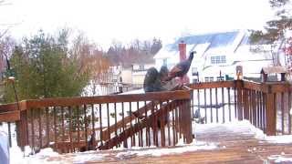 HAWK KILLS BLACKBIRD as Turkeys amp Squirrel on my deck watch [upl. by Bronez]