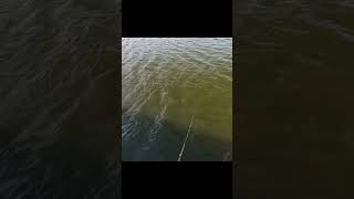 Big Musky Follow on a 5quot Shad Crane Bait [upl. by Ynneh]