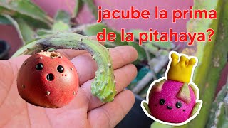 Jacubes La prima exótica de la pitahaya que debes probar [upl. by Yenwat]