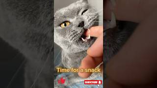 Time for a snack  Cat ASMR  asmr cat asmrvideo kitten cute shorts catasmr [upl. by Aitnwahs562]