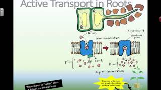 Transport in Plants Soil to Xylem [upl. by Felita]