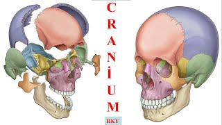 4 Neurocranium1 os frontaleos parietale os occipitale [upl. by Nitsir]