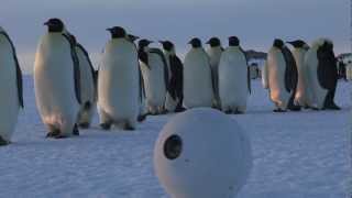 Robot Snowballcam confuses Emperor Penguins [upl. by Nodnal]