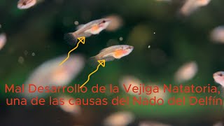 Nado del Delfín Mal Desarrollo de la Vejiga Natatoria [upl. by Alva785]