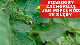 Jak chronić pomidory przed chorobami jak zapobiegać chorobom pomidorów [upl. by Eaton]