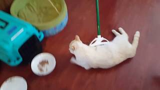 The latest American sport CAT CURLING [upl. by Alburga253]