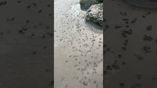 Millions of Lugworm piles at Climping beach UK [upl. by Annah]