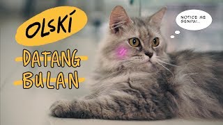 OLSKI  DATANG BULAN LYRIC VIDEO CAT VERSION [upl. by Buffy]