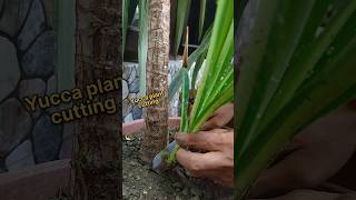 Easy tips to grow Yucca plant from cutting yucca shorts [upl. by Einatsed794]