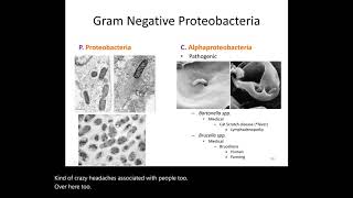 Topic F1 Part 3 Classification of Microorganisms 3 Bacteria part B [upl. by Finer293]