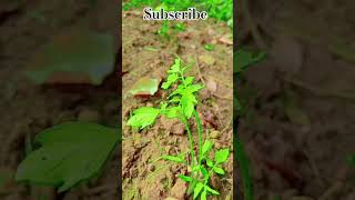 Tum chale aana rasta dikhana Nagpuri Jharkhandnagpuri jharkhand song villagelife youtubeshorts [upl. by Herzig]