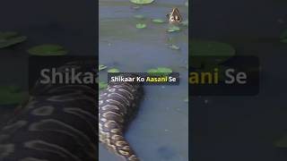 Why do anacondas primarily live in water snakeanaconda animals [upl. by Ariat]