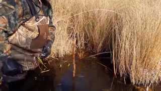 Muskrat Trapping made simple [upl. by Ennaihs]