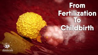 from fertilization to childbirth  3d medical animation  by Dandelion Team [upl. by Dillon]