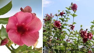 How To GROW amp CARE For Allamanda In Pot SUCCESSFULLY [upl. by Delija]