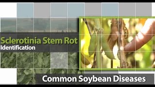 Identifying Sclerotinia Stem Rot in Soybean [upl. by Llenol]