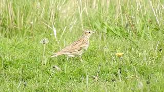 Woodlark at the Warren Spurn 8523 [upl. by Derfiniw220]