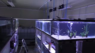 New babies in the fish room  Fish Room Update Ep11 [upl. by Leaffar]