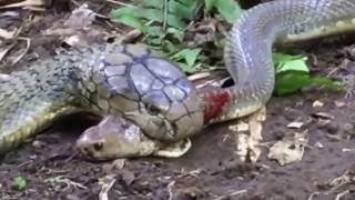 King Snake vs King Snake Fight to the Death [upl. by Arihaj]