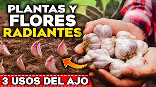 AJOS en tus PLANTAS Los 3 USOS INCREÍBLES del AJO en tus PLANTAS y FLORES  Huerto Urbano y Jardín [upl. by Trellas]