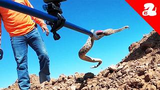 Rattlesnakes Discovered Under A House [upl. by Nila145]