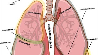 Auscultación Pulmonar shorts auscultation pulmones dontsmoke cuidatuspulmones pulmonary [upl. by Pelson]