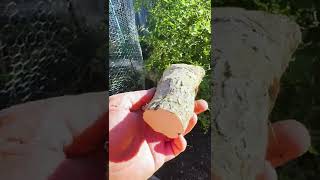 Easy Way to Grow Horseradish [upl. by Rubina731]