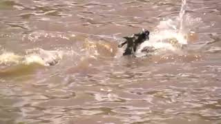 Crocodiles hunting Baby wildebeest [upl. by Amadas]