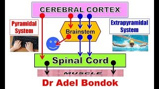 Pyramidal and Extrapyramidal Motor System and Desending Tracts Dr Adel Bondok [upl. by Janean130]