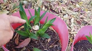 EASY  How to grow propagate Yucca Trees aka Joshua Trees [upl. by Muslim888]