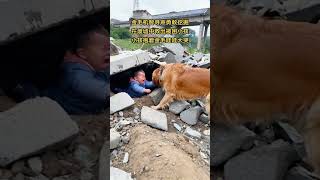 Golden Retriever cleverly found the sound and bravely dug to rescue the trapped child in the rubble [upl. by Millar]