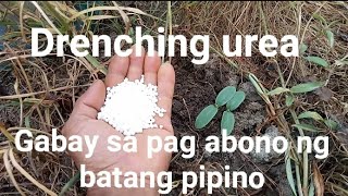 Paano mag abono ng pipino drenching urea unang pag abono [upl. by Attenna]