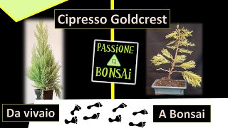 Cipresso Goldcrest Da Vivaio a Bonsai [upl. by Bedad]